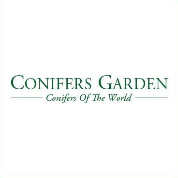Conifersgarden.com, per scegliere le conifere da giardino